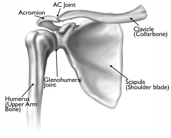 Image of Bones in the Shoulder