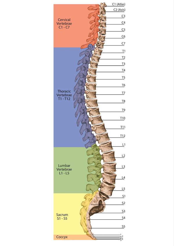 Image of the Spine, Spine Regions and Vertebrae